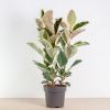 Rubberboom Ficus Tineke