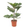 Ficus Everest