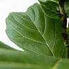 Ficus Lyrata Struik - Vioolbladplant - P30