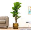 ficus lyrata interieurplant