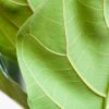 Ficus Lyrata - Vioolbladplant - P21