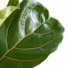 Ficus Lyrata - Vioolbladplant - P21