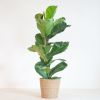 Ficus Lyrata - Vioolbladplant - P21