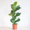Ficus Lyrata - Vioolbladplant - P21