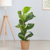 Ficus-Lyrata-p21-Lifestyle