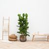 Ficus-Lyrata