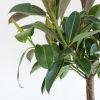 Ficus Elastica Melany op stam - P21
