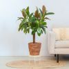 Ficus-Melany-p21-Lifestyle