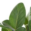 Ficus Audrey verzorging