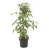 Ficus Benjamina Twilight