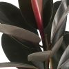 Ficus elastica blad