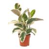 Ficus elastica tineke