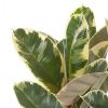 Ficus Elastica Tineke close up