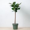 Ficus Robusta op stam kopen