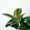 Ficus robusta bladeren
