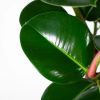 Ficus Robusta op stam - Rubberplant - P27