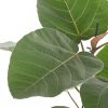 Ficus everest verzorging