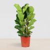 Ficus lyrata kopen