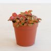 Fittonia Rood - P12