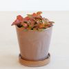 Fittonia Rood - P12