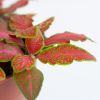 Fittonia Rood - P12