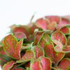 Fittonia Rood - P12