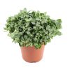 Fittonia Verschaffeltii