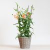 Gloriosa - Prachtlelie - P21