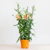 Gloriosa - Prachtlelie - P21