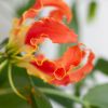 Gloriosa - Prachtlelie - P21