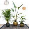 Groen-Trio