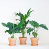 Kantoor Plantenbox - Groot (6 stuks)