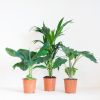 Kantoor Plantenbox - Groot (6 stuks)