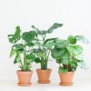 Kantoor Plantenbox - Groot (6 stuks)