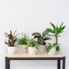 Groene-Kneusjesbox-6