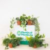 Groene-Wonderbox-2