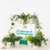 Groene-Wonderbox-3