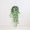 Hedera Helix Wonder - Klimop - P17