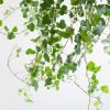 Hedera-Helix-3