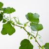 Hedera-Helix-5