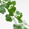 Hedera Helix Wonder - Klimop - P17
