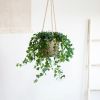 hedera hangplant kopen