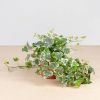 Hedera helix white wonder
