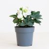 Helleborus-1 1