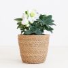Helleborus-2 1