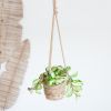 Hoya-Carnosa-Tricolor-Lifestyle