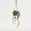 Hoya Curtisii