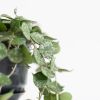 Hoya-curtsii-p105-2-1024