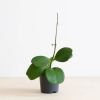 Hoya-kerri-1-1024