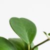 Hoya-kerri-4-1024
